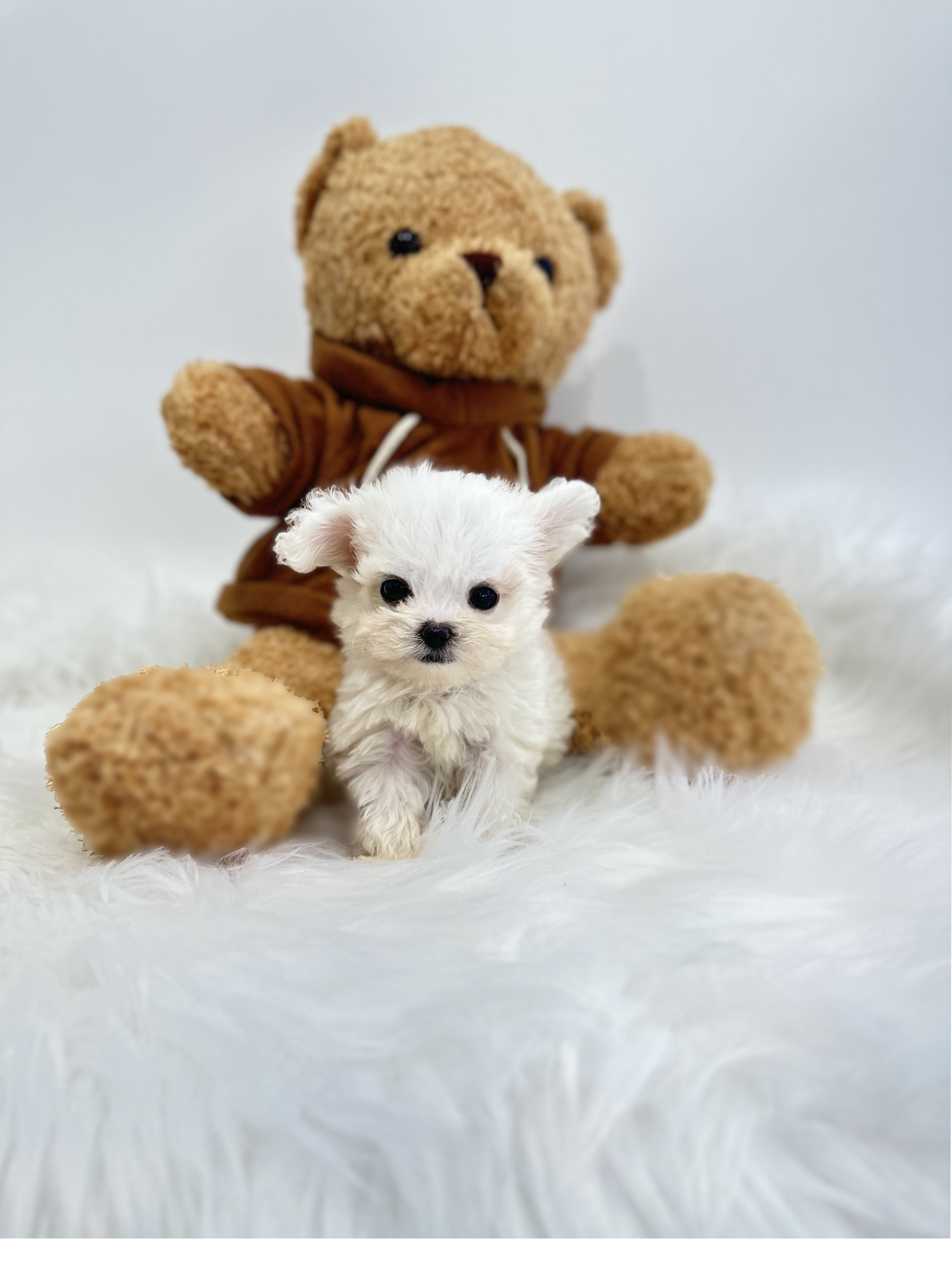 말티숑 분양합니다