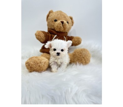 말티숑 분양합니다