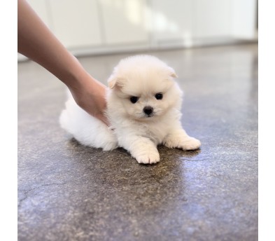 말티폼 분양합니다