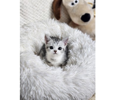 먼치킨 분양합니다