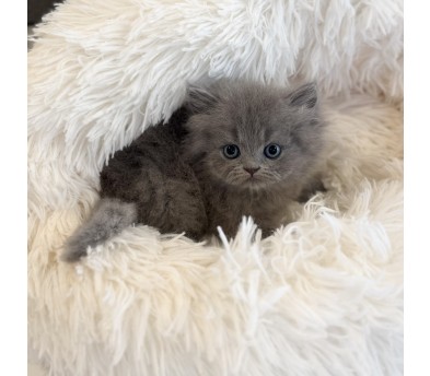 페르시안 분양합니다