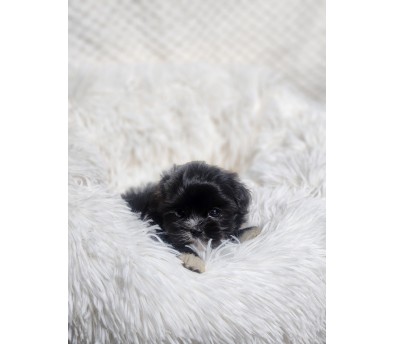 말티푸 분양합니다