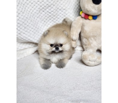 포메라니안 분양합니다