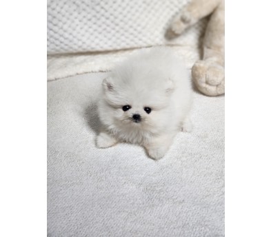 포메라니안 분양합니다