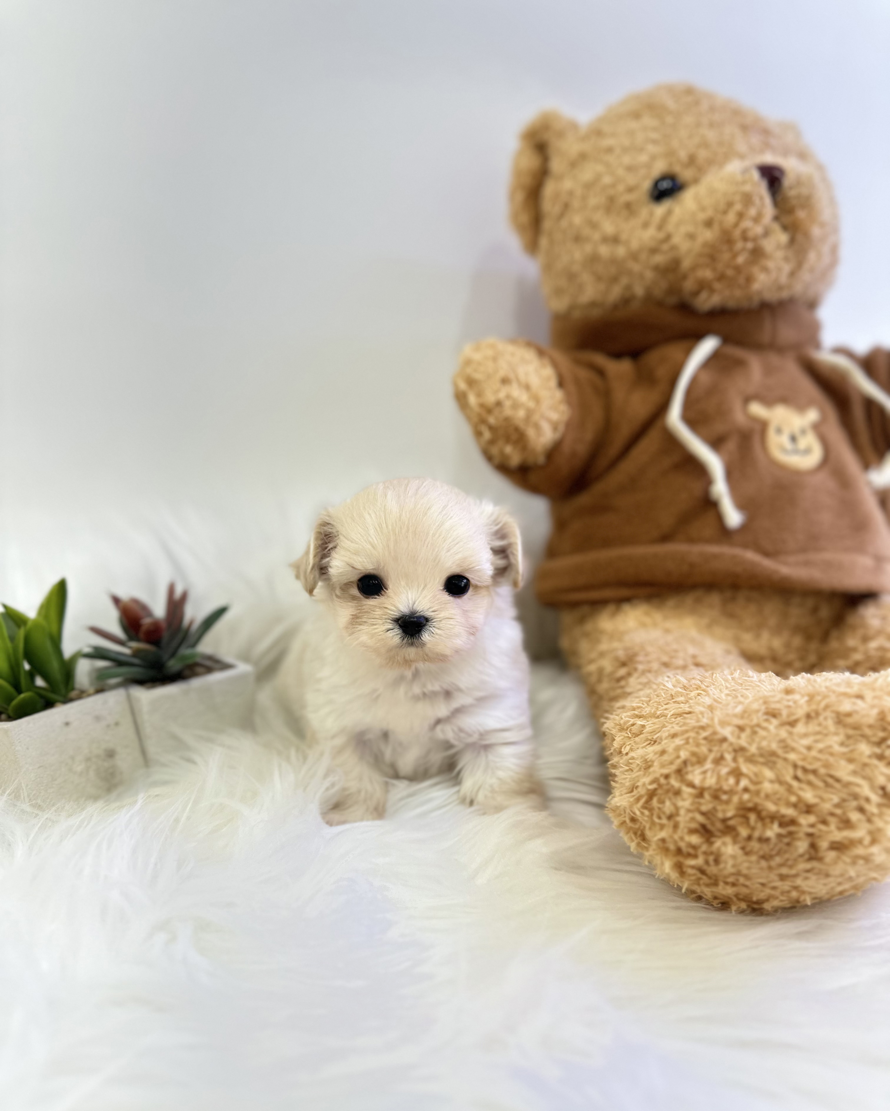 말티푸 분양합니다