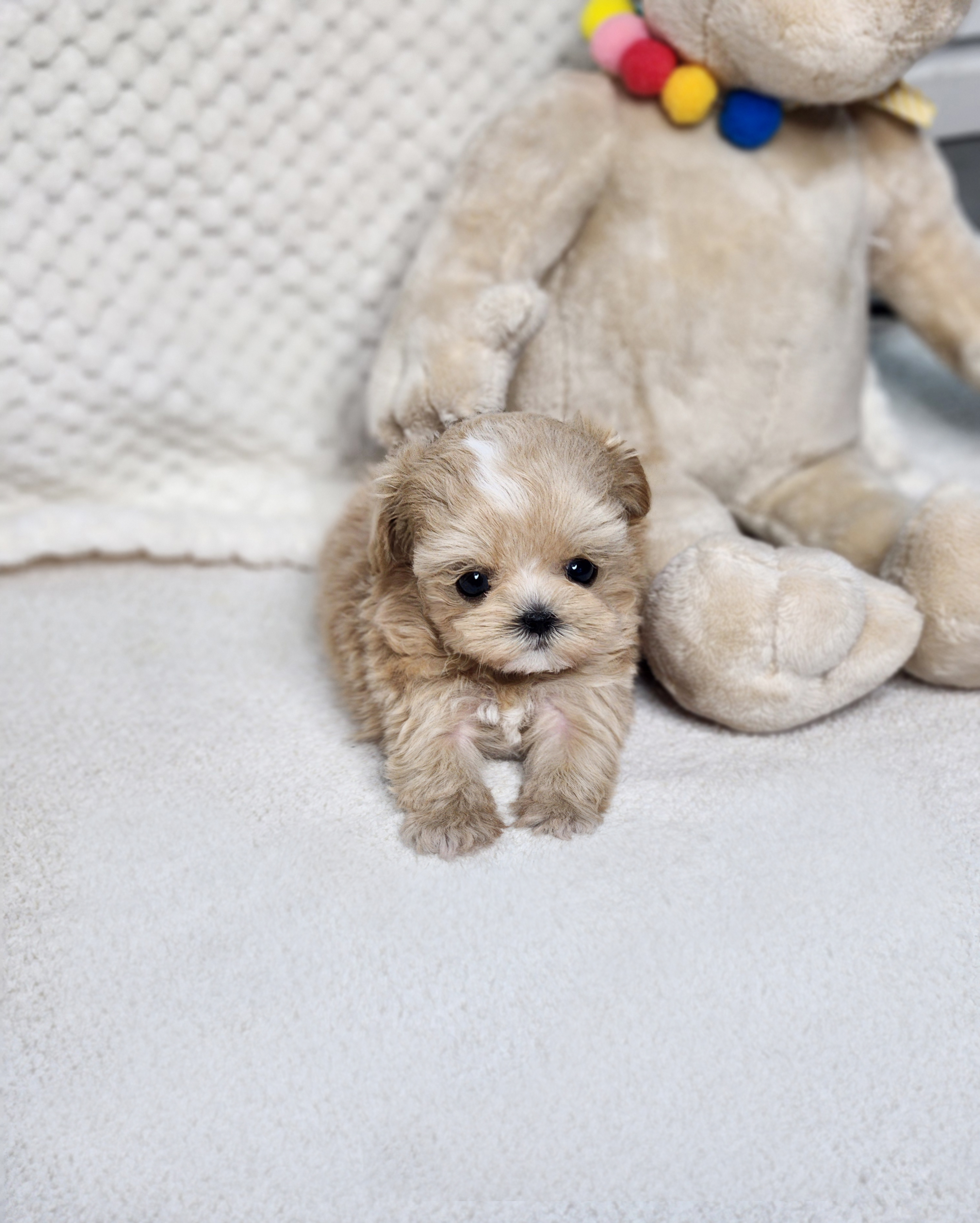 말티푸 분양합니다