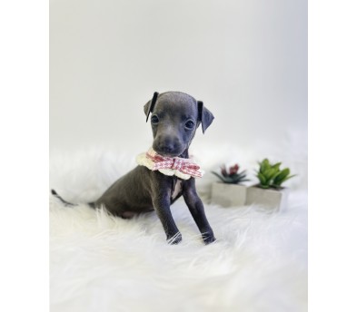 이탈리안그레이하운드 분양합니다