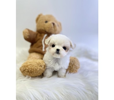 말티즈 분양합니다