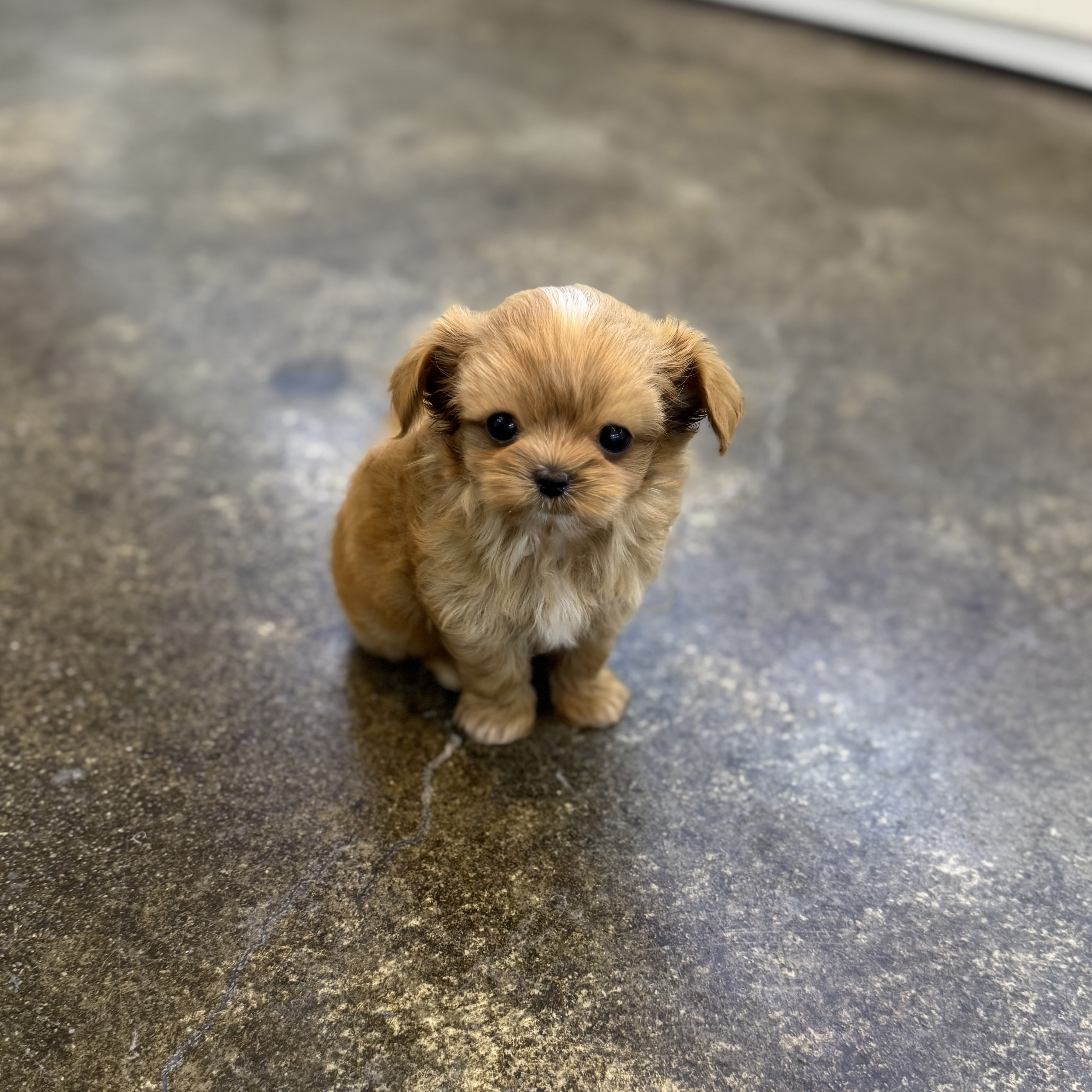 말티푸 분양합니다