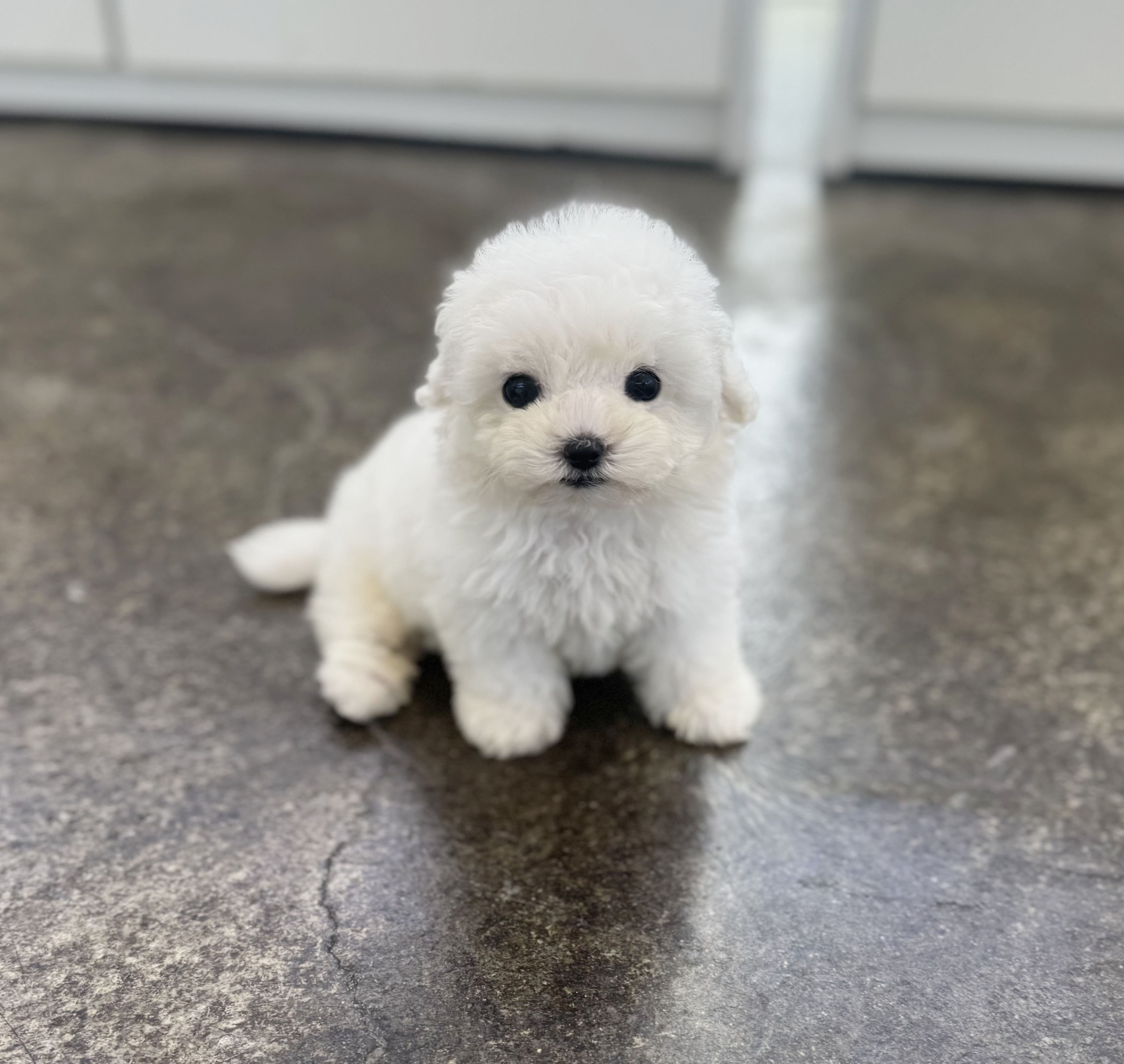 미니비숑 분양합니다