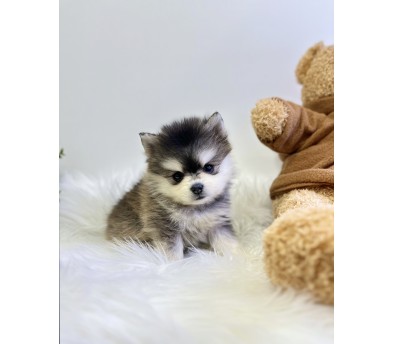 폼스키분양합니다