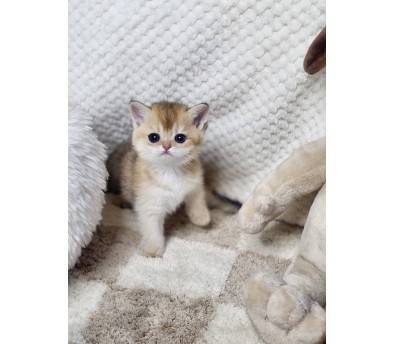 브리티쉬숏헤어 분양합니다