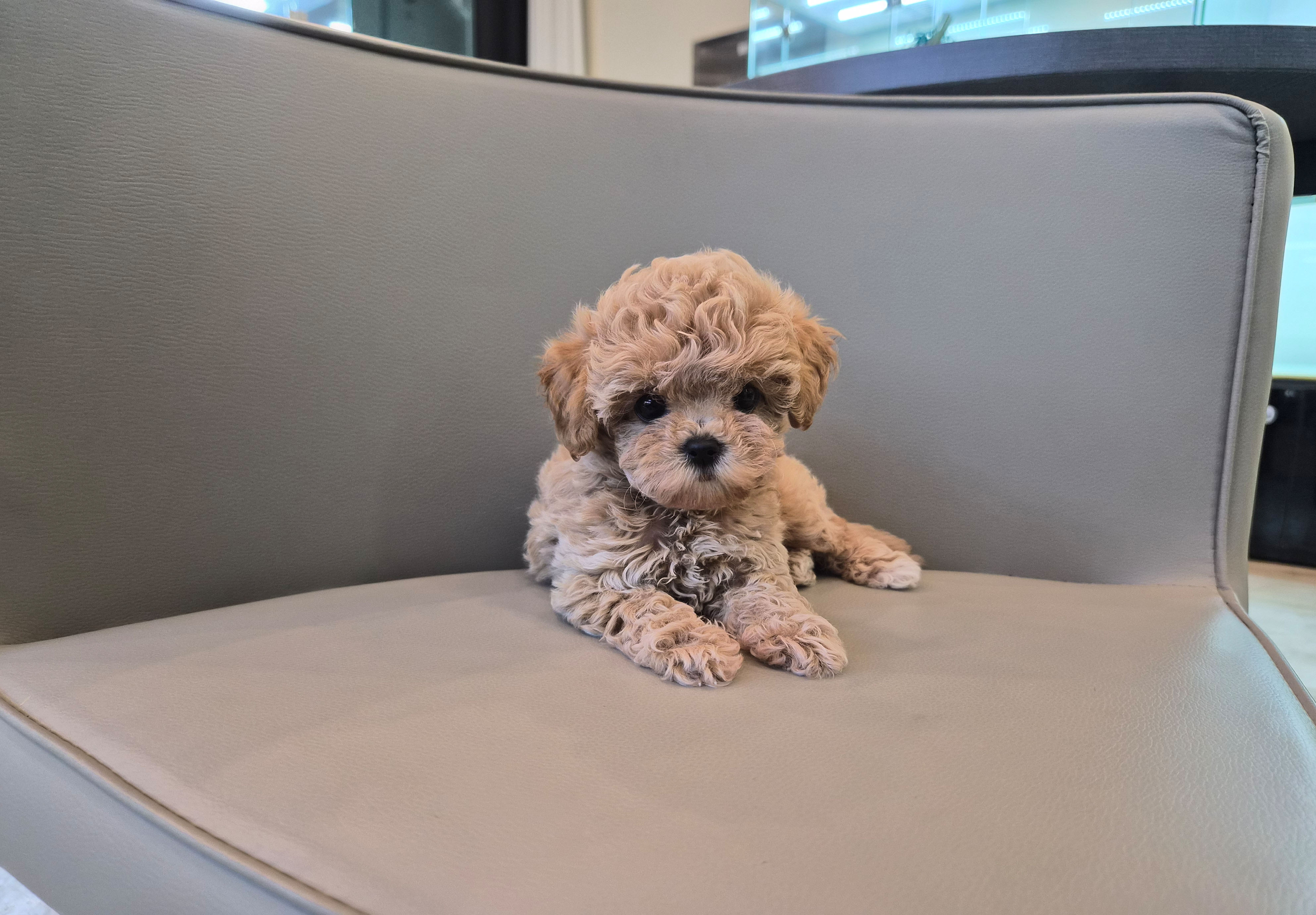 토이푸들 분양합니다