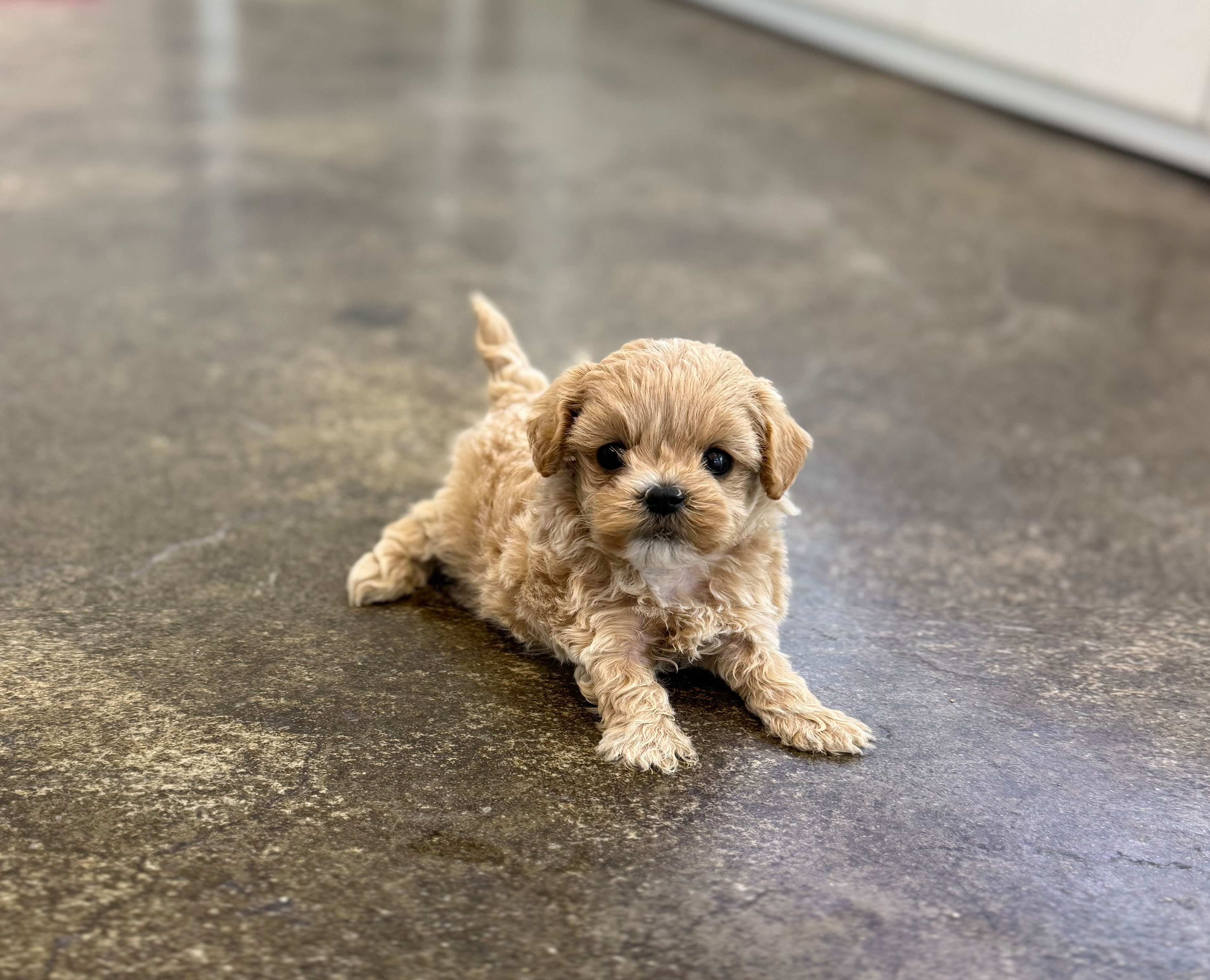 말티푸 분양합니다