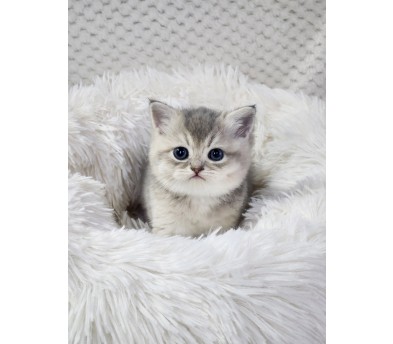 브리티시 분양합니다