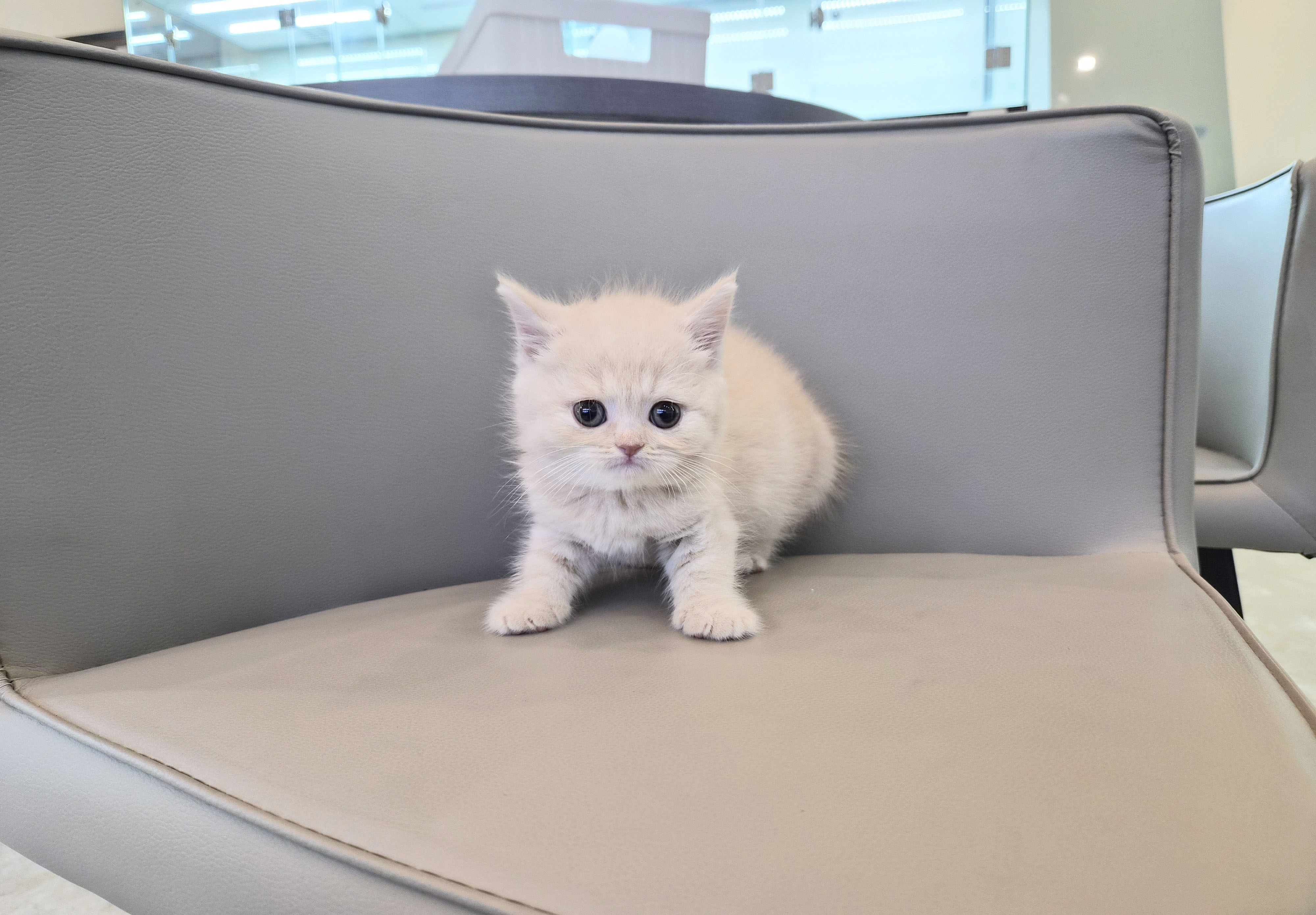 브리티시 분양합니다