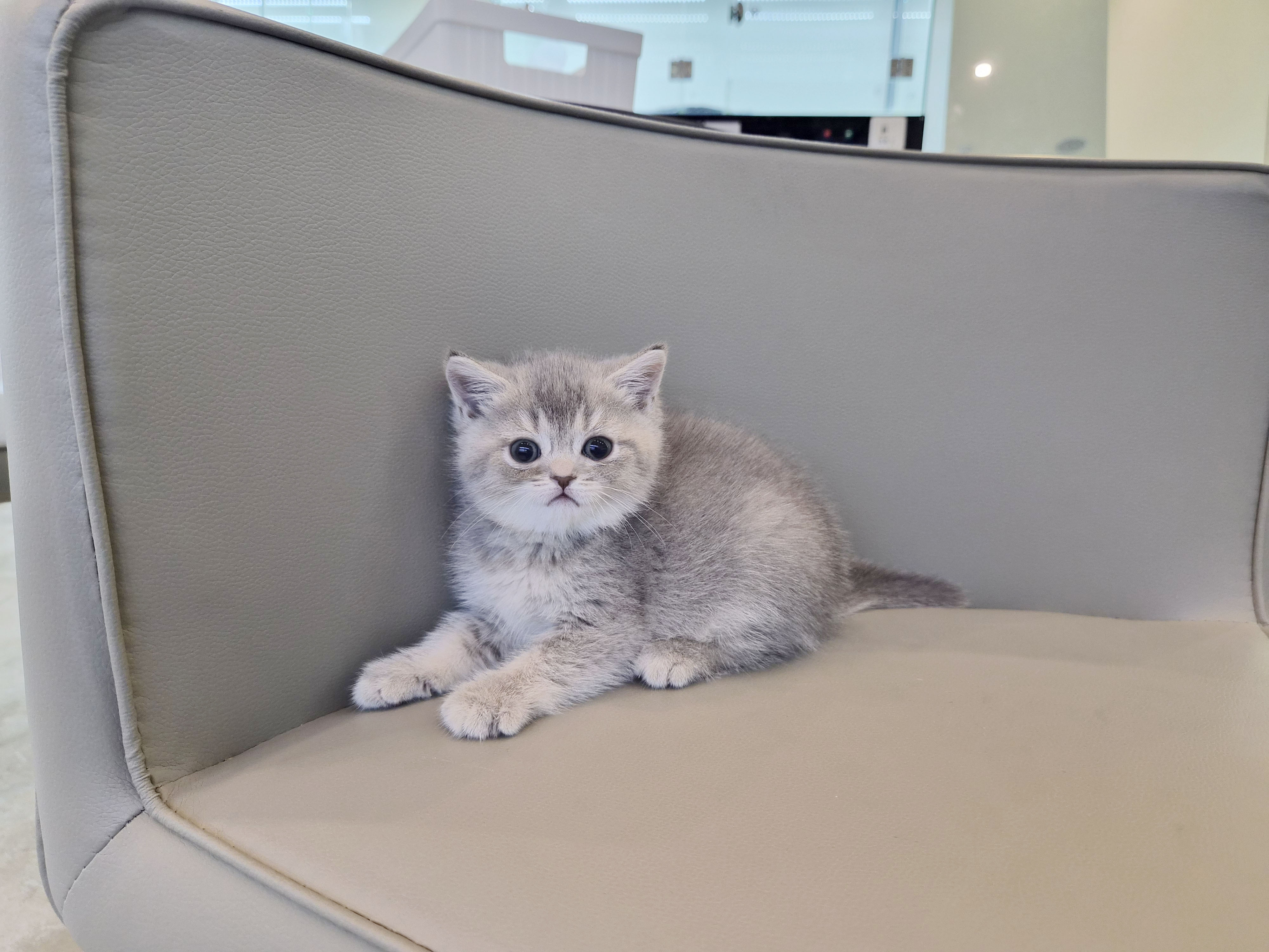 브리티시 분양합니다