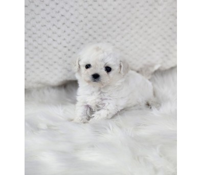 비숑 분양합니다!