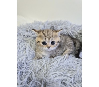 먼치킨 분양합니다!