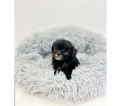 실버말티푸분양합니다