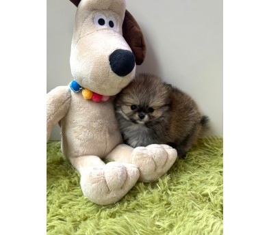 세이블 포메라니안 분양합니다