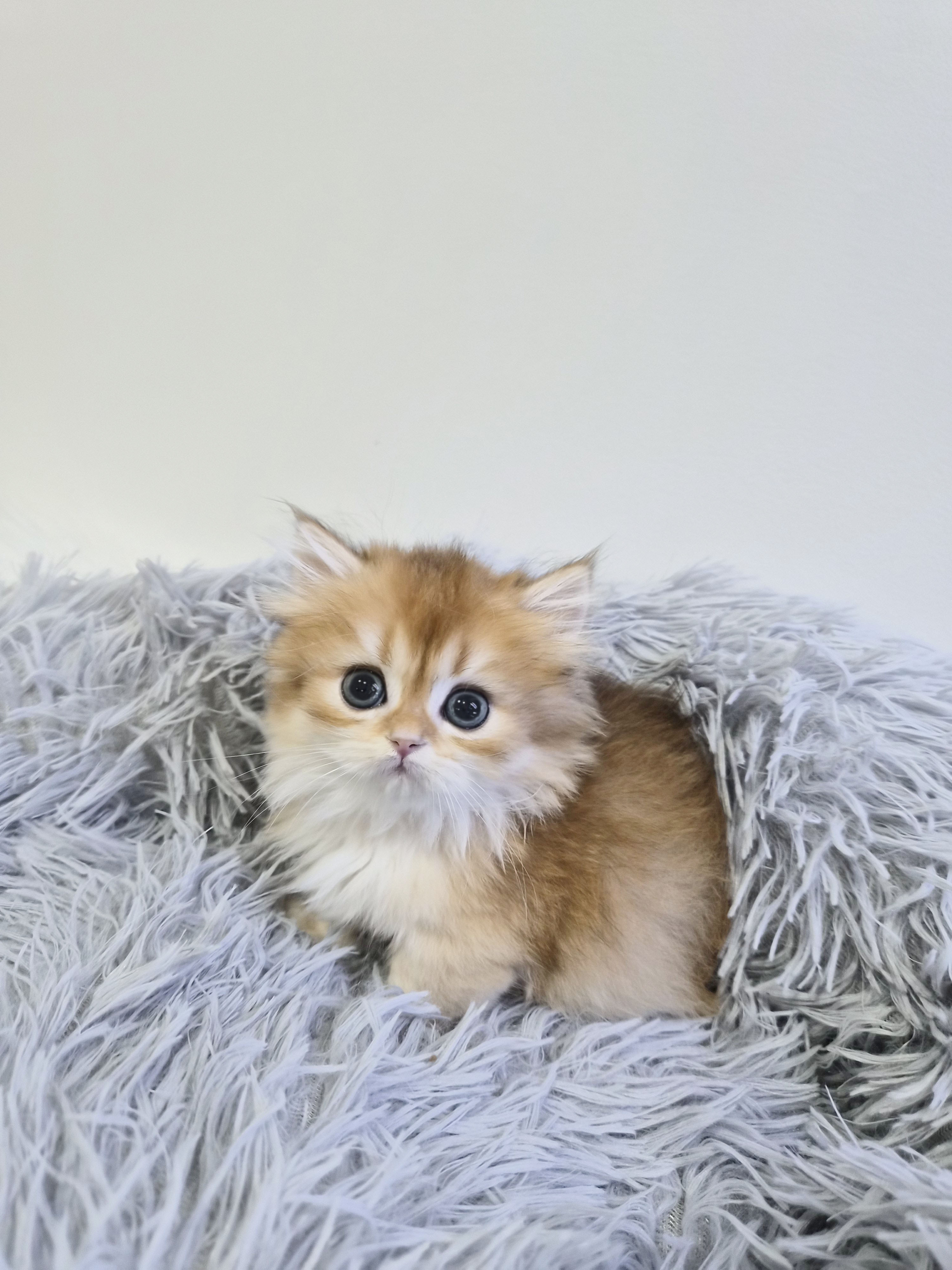 e8490dc16e599ffed1a9a995dd8d3950_1765018326_437.jpg e8490dc16e599ffed1a9a995dd8d3950_1765018326_437.jpg