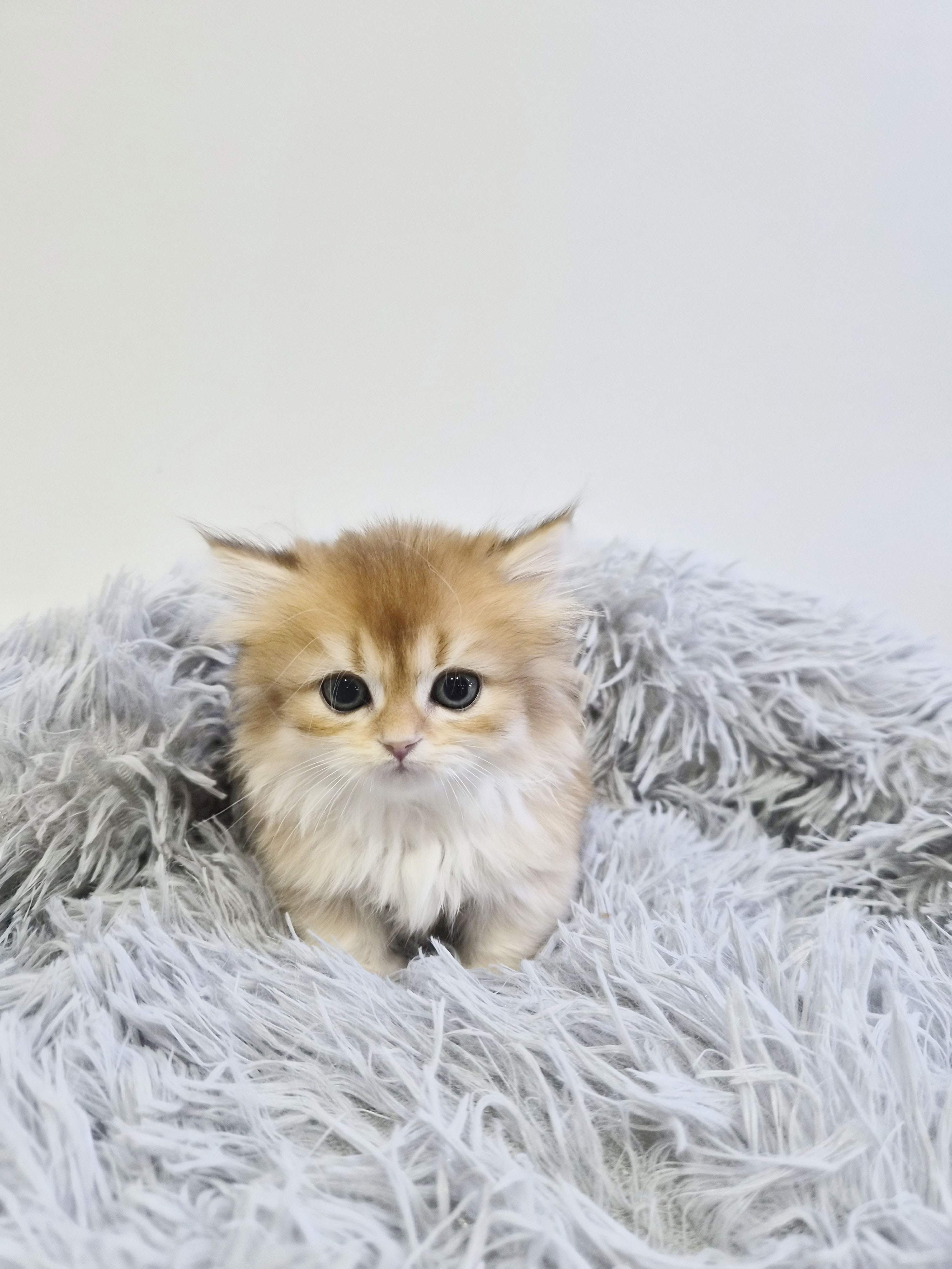 e8490dc16e599ffed1a9a995dd8d3950_1765018328_0915.jpg e8490dc16e599ffed1a9a995dd8d3950_1765018328_0915.jpg