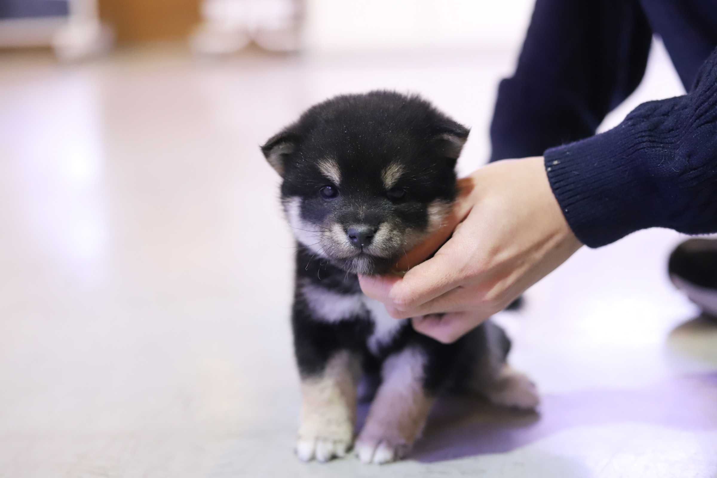 시바견(암수 한쌍있습니다)