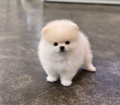 포메라니안 분양합니다