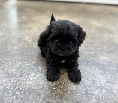 말티푸 분양합니다!